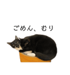 同意や励まし猫（個別スタンプ：14）