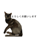 同意や励まし猫（個別スタンプ：15）