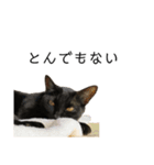 同意や励まし猫（個別スタンプ：16）