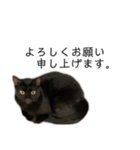 同意や励まし猫（個別スタンプ：17）