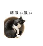 同意や励まし猫（個別スタンプ：18）