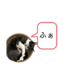 同意や励まし猫（個別スタンプ：20）