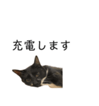 同意や励まし猫（個別スタンプ：21）