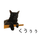 同意や励まし猫（個別スタンプ：22）