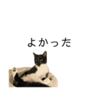 同意や励まし猫（個別スタンプ：23）