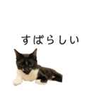 同意や励まし猫（個別スタンプ：24）