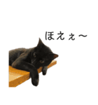 同意や励まし猫（個別スタンプ：25）