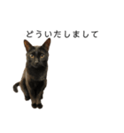 同意や励まし猫（個別スタンプ：26）