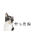 同意や励まし猫（個別スタンプ：27）