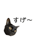 同意や励まし猫（個別スタンプ：28）