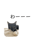 同意や励まし猫（個別スタンプ：30）