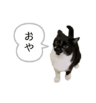 同意や励まし猫（個別スタンプ：31）