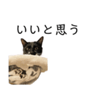 同意や励まし猫（個別スタンプ：32）