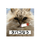 こぺまる2（個別スタンプ：1）
