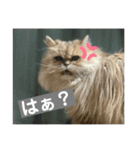 こぺまる2（個別スタンプ：2）