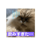 こぺまる2（個別スタンプ：3）