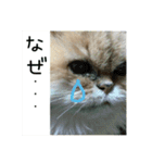 こぺまる2（個別スタンプ：5）