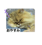 こぺまる2（個別スタンプ：6）