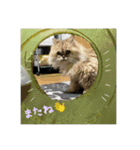 こぺまる2（個別スタンプ：12）
