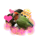 コザクラインコのくりんちゃん②（個別スタンプ：1）