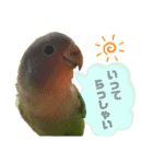 コザクラインコのくりんちゃん②（個別スタンプ：4）