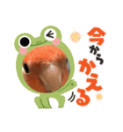 コザクラインコのくりんちゃん②（個別スタンプ：5）