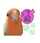 コザクラインコのくりんちゃん②（個別スタンプ：6）