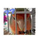 コザクラインコのくりんちゃん②（個別スタンプ：9）