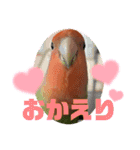 コザクラインコのくりんちゃん②（個別スタンプ：10）