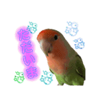 コザクラインコのくりんちゃん②（個別スタンプ：11）