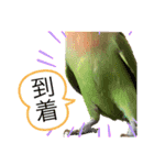 コザクラインコのくりんちゃん②（個別スタンプ：12）