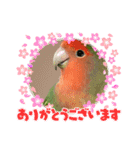 コザクラインコのくりんちゃん②（個別スタンプ：15）