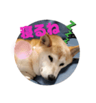 みんなと一緒19（個別スタンプ：1）