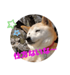 みんなと一緒19（個別スタンプ：13）