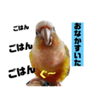 ウロコインコのうりPart 5（個別スタンプ：19）