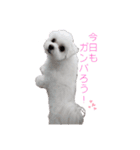 マルチーズのめめちゃん4（個別スタンプ：2）
