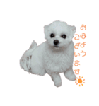マルチーズのめめちゃん4（個別スタンプ：3）