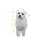 マルチーズのめめちゃん4（個別スタンプ：4）