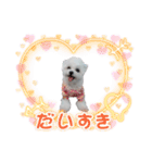 マルチーズのめめちゃん4（個別スタンプ：11）