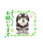 チワックスのミント2（個別スタンプ：1）