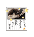 チワックスのミント2（個別スタンプ：2）