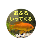 上がる 金魚のラブリー❤️❤️ ちょーすけ（個別スタンプ：9）