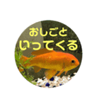 上がる 金魚のラブリー❤️❤️ ちょーすけ（個別スタンプ：10）