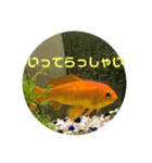 上がる 金魚のラブリー❤️❤️ ちょーすけ（個別スタンプ：11）