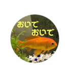 上がる 金魚のラブリー❤️❤️ ちょーすけ（個別スタンプ：12）