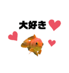 上がる 金魚のラブリー❤️❤️ ちょーすけ（個別スタンプ：13）