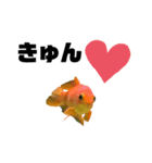 上がる 金魚のラブリー❤️❤️ ちょーすけ（個別スタンプ：15）