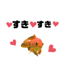 上がる 金魚のラブリー❤️❤️ ちょーすけ（個別スタンプ：16）