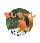 上がる 金魚のラブリー❤️❤️ ちょーすけ（個別スタンプ：17）