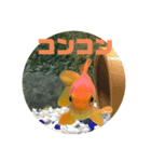 上がる 金魚のラブリー❤️❤️ ちょーすけ（個別スタンプ：18）